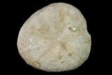 Cretaceous Sea Urchin (Hemiaster) Fossil - Texas #147165-1
